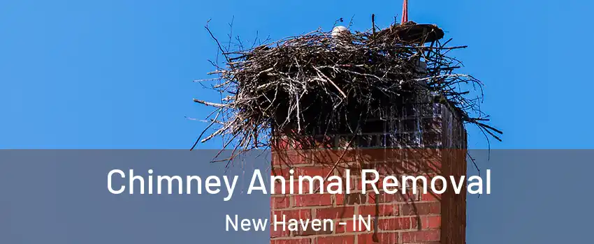 Chimney Animal Removal New Haven - IN