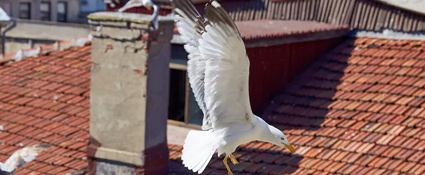 Residential Chimney Animal Removal Solution in New Haven, IN